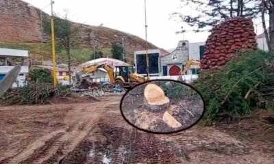 Atentado ambiental en Santa Rosa de Sacco: Talan árboles de 40 años para priorizar el "fierro y cemento"