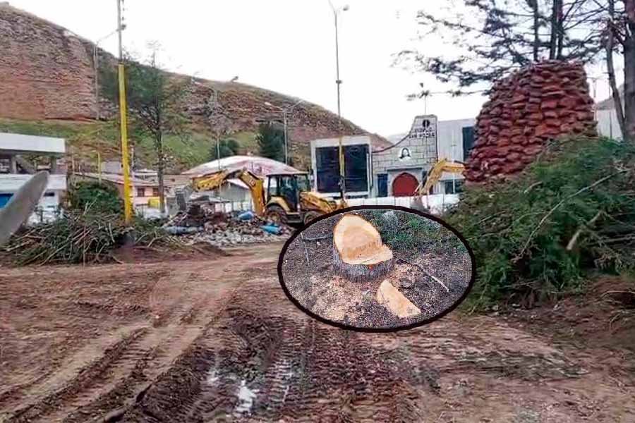 Atentado ambiental en Santa Rosa de Sacco: Talan árboles de 40 años para priorizar el "fierro y cemento"