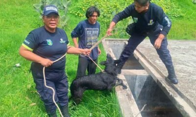 Serenos de Huancayo rescatan a perrito de morir ahogado en un pozo de 3 metros