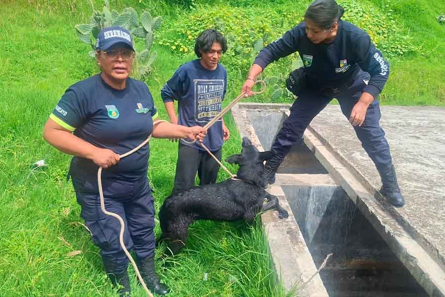 Serenos de Huancayo rescatan a perrito de morir ahogado en un pozo de 3 metros