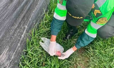 Macabro hallazgo en Ocopilla: perros jugaban con una bolsa que contenía un feto
