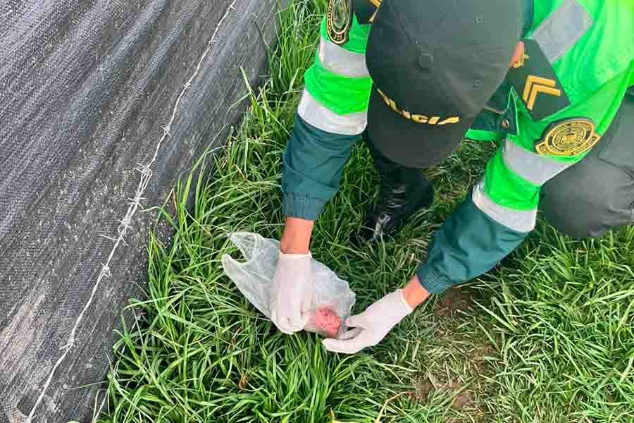 Macabro hallazgo en Ocopilla: perros jugaban con una bolsa que contenía un feto