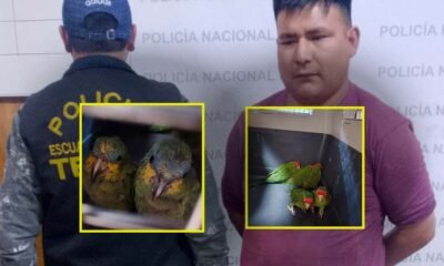 Detienen a sujeto por presunto tráfico ilegal de aves silvestres protegidas