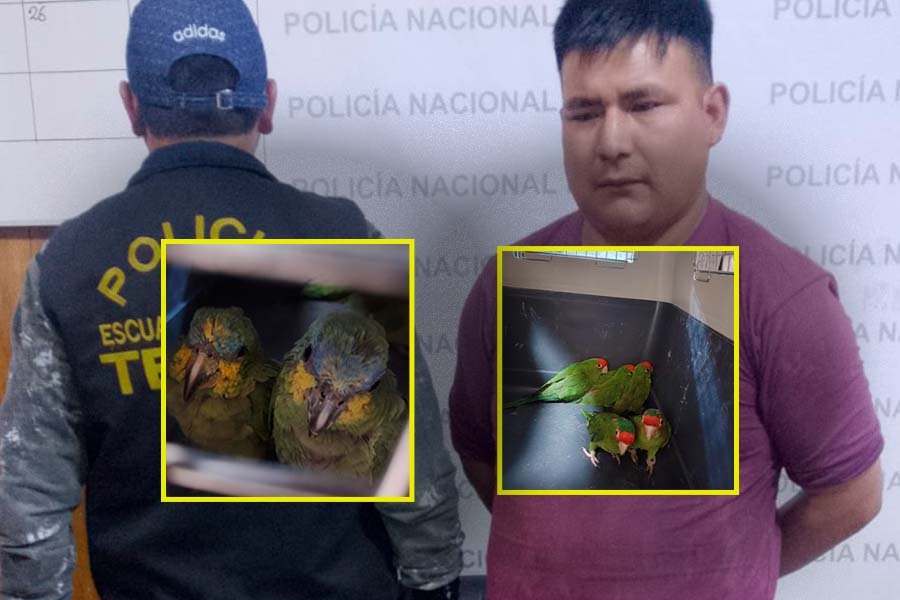 Detienen a sujeto por presunto tráfico ilegal de aves silvestres protegidas