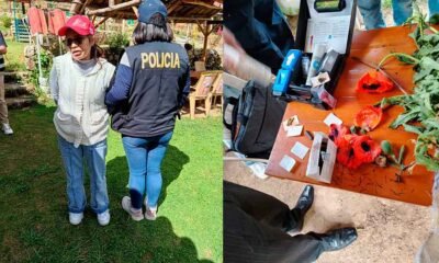 Incautan 18 plantaciones de amapola durante intervención policial