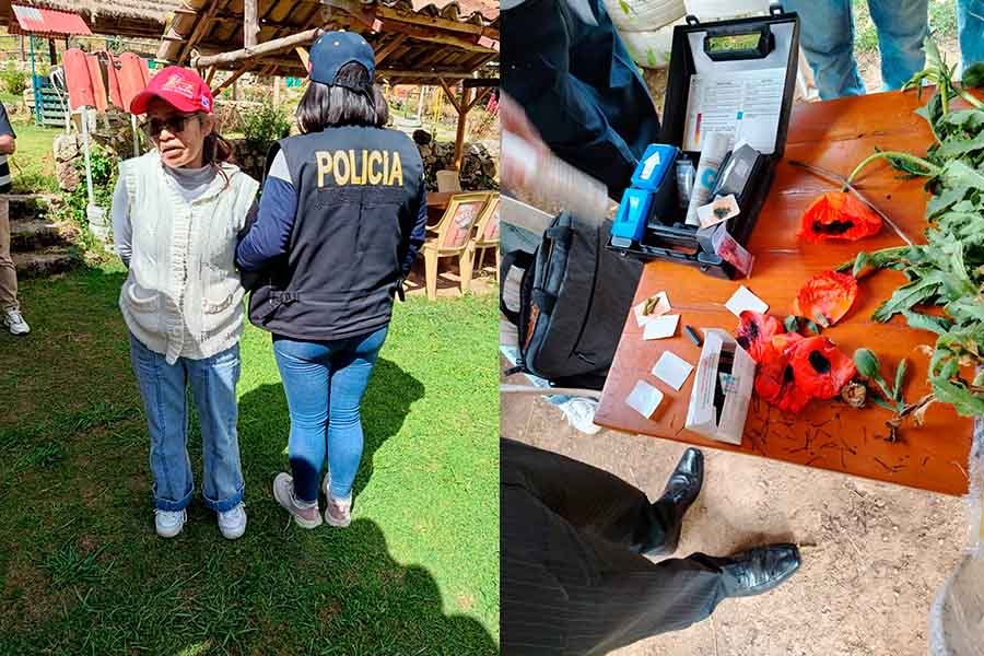 Incautan 18 plantaciones de amapola durante intervención policial