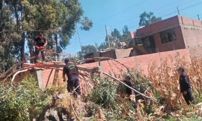 Árbol de gran tamaño colapsa y causa daños en cuatro viviendas