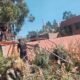 Árbol de gran tamaño colapsa y causa daños en cuatro viviendas