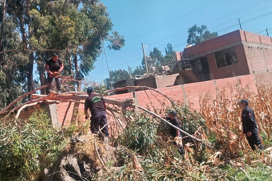 Árbol de gran tamaño colapsa y causa daños en cuatro viviendas