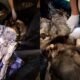 Autoridades hallan restos humanos en avanzado estado de descomposición en Coviriali