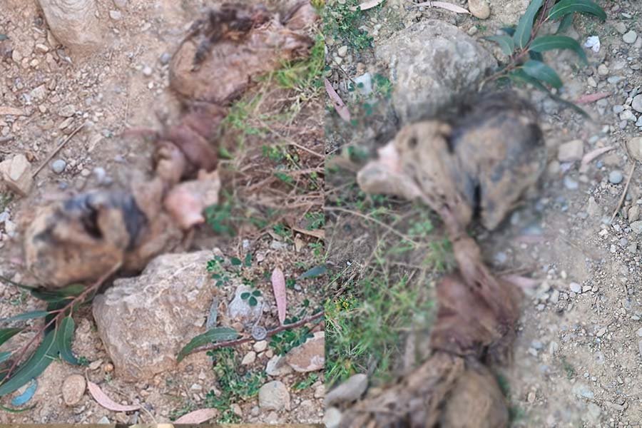 Hallan restos humanos en avanzado estado de descomposición en el acceso a Paccha