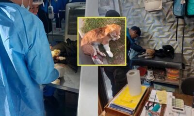 Serenos auxilian a perro atropellado y coordinan apoyo para su recuperación