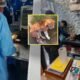 Serenos auxilian a perro atropellado y coordinan apoyo para su recuperación