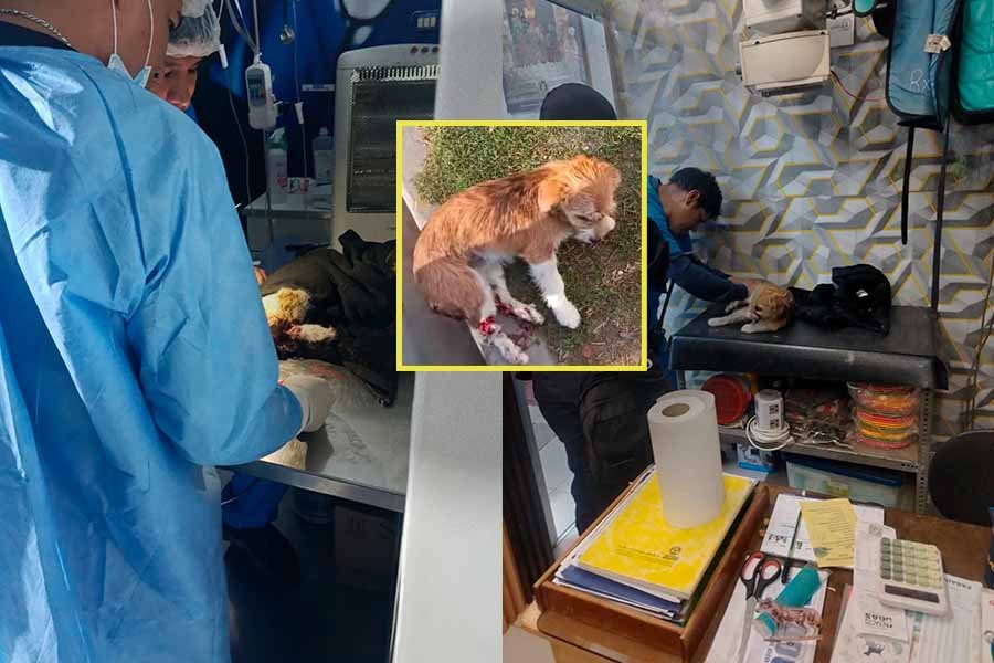 Serenos auxilian a perro atropellado y coordinan apoyo para su recuperación