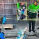 Varón de aproximadamente 30 años es encontrado sin vida en Prolongación Piura